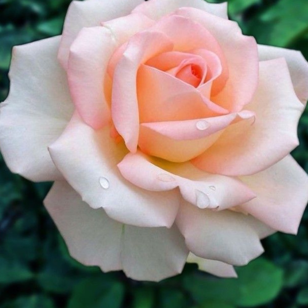 pictures for both bags